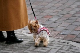 9668265-small-sweet-dog-is-walking-on-the-street-owner-in-an-orange-coat-holds-yorkshire-terrier-on-a-leash