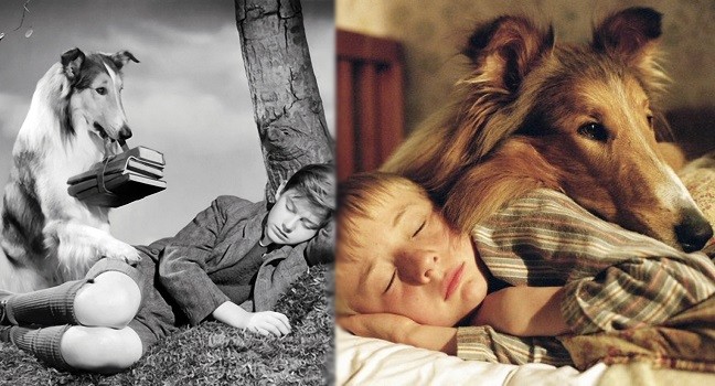 1944 Lassie Come Home Roddy Mc Dowall & Lassie