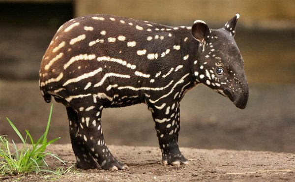 bebe_tapir