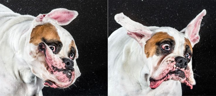 cao1.jpg.pagespeed.ce.RpOckd65mV