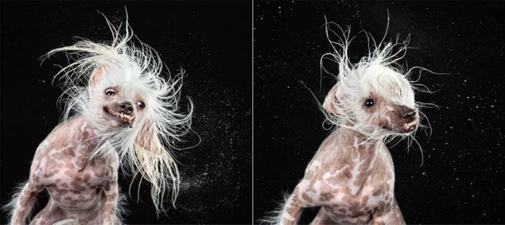 cao3.jpg.pagespeed.ce.BqUabWELCf