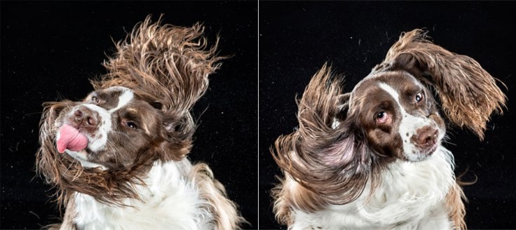 cao4.jpg.pagespeed.ce.Q5zlf7Fe0C