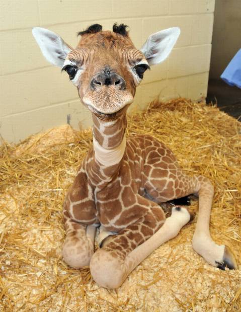 girafe