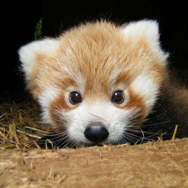 red-panda-600x600