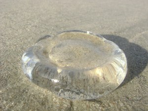 Água-viva-queimaduras