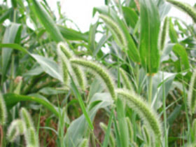 lqes_empauta_novidades_1035_erva_daninha