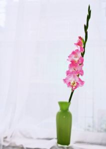 uso-para-vodka-barata-cuidado-com-plantas