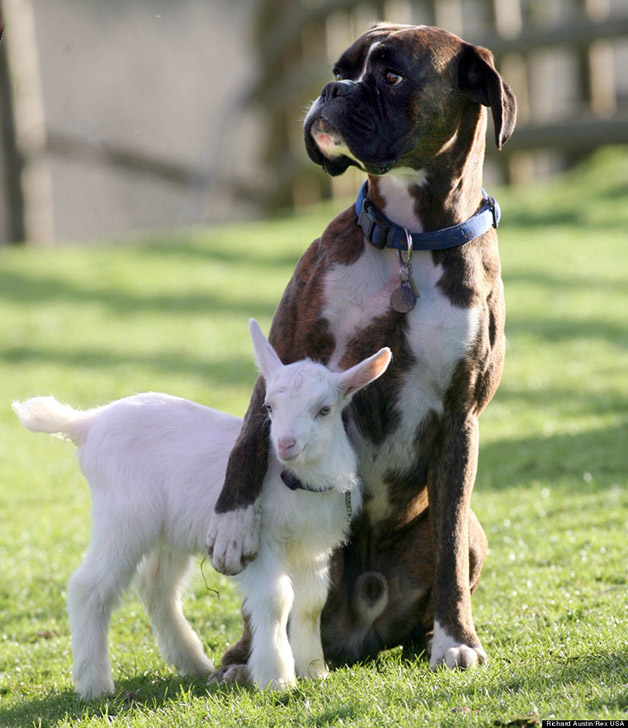 Billy the Boxer Dog and Nanny Goat Lily, Pennywell Farm, Buckfastleigh, Devon - 27 Feb 2008