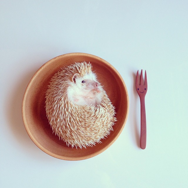 9fdc0cea291a11e389de22000a9f1406_8