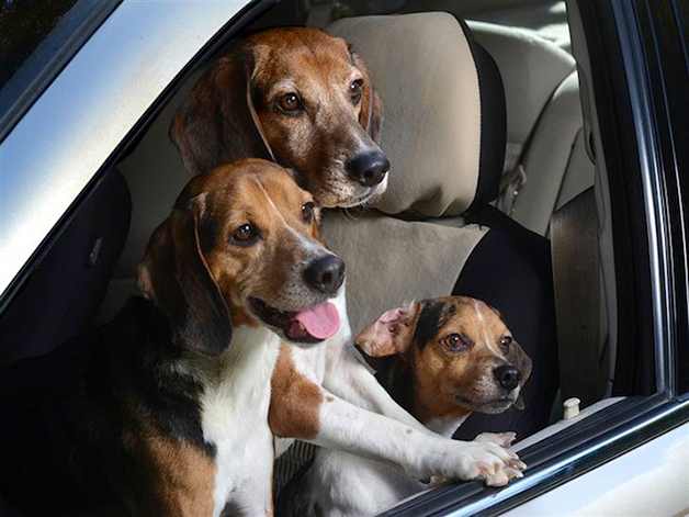 DogsinCars1