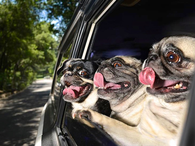 DogsinCars2