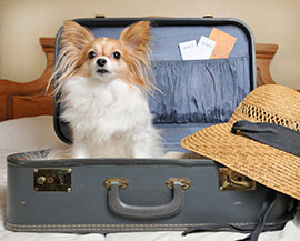 pet-travel-supplies