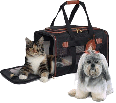 pet_travel