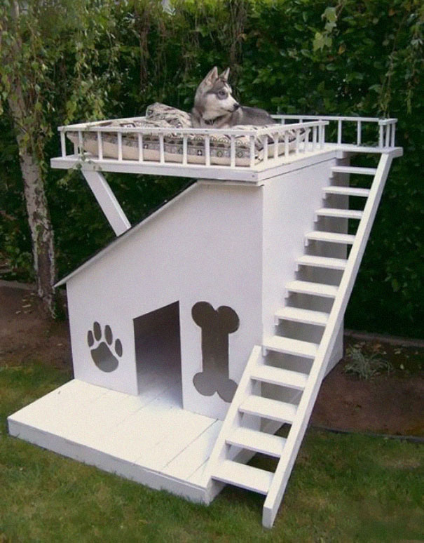 furniture-ideas-for-pet-lovers-and-their-furry-friends24