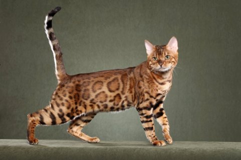 bengal cat