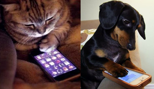 catdogtexting