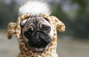 puggiraff
