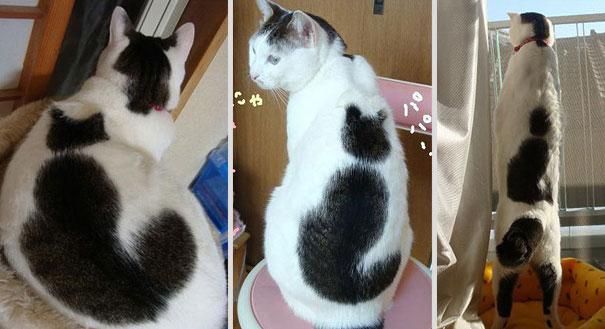 cat-fur-markings-21