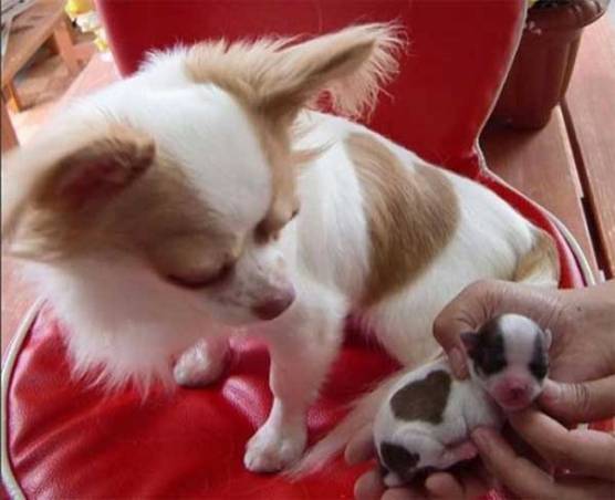 dog-coat-markings-15