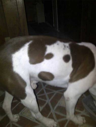 dog-coat-markings-19