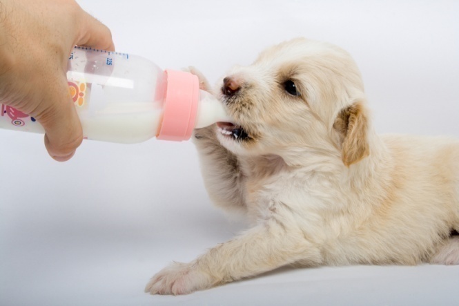 puppy milk replacer