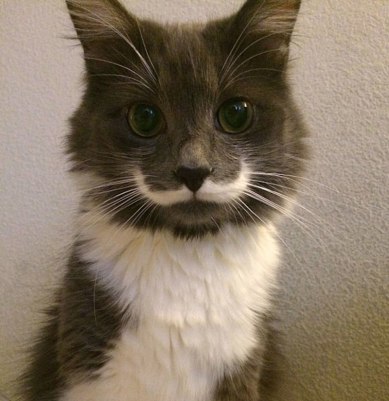 unusual-animal-markings-66