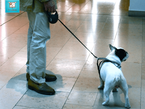 cachorro-em-shopping