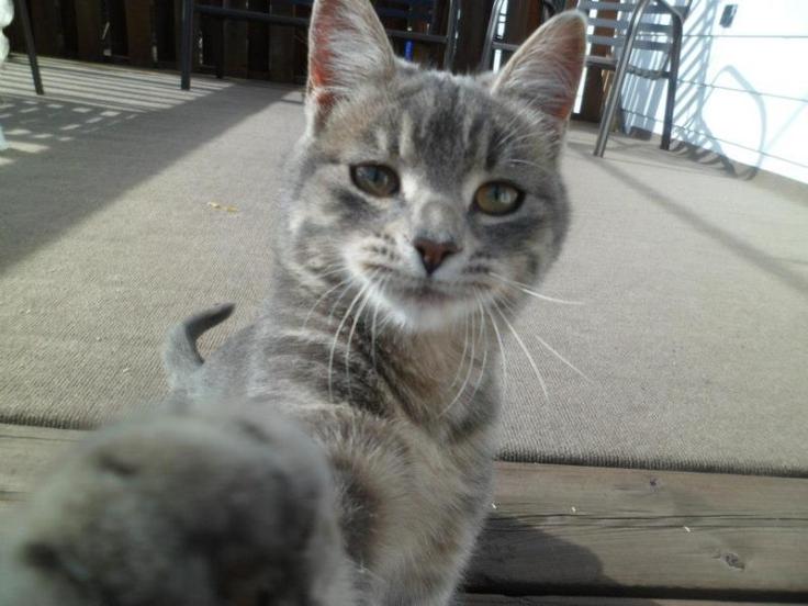 catselfie