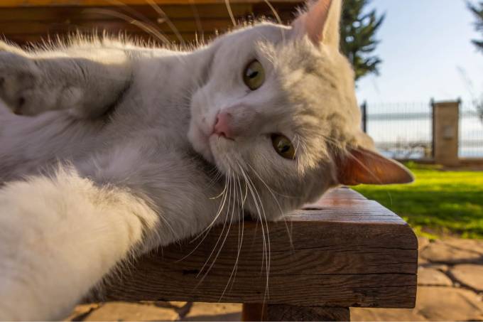 super_imgapp_faz_o_seu_gato_tirar_a_propria_selfie